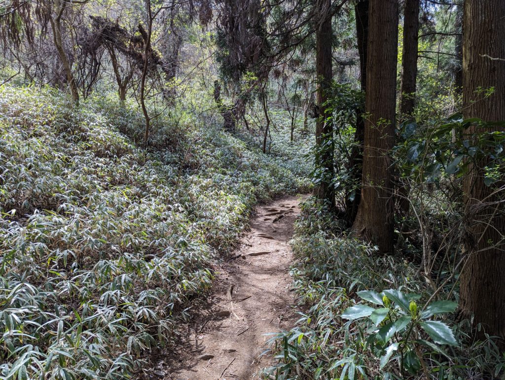 Ein schmaler Pfad durch einen dichtbewachsenen Wald.