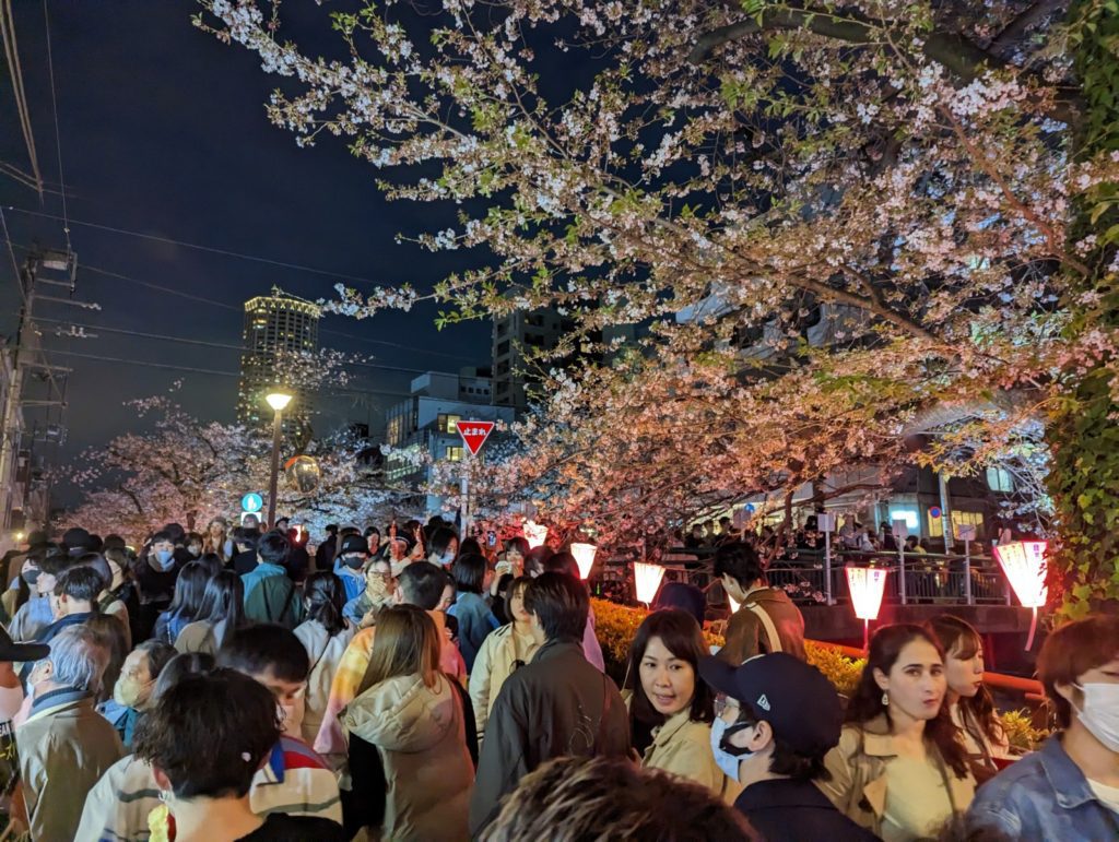 Die Menschenmassen entlang des Meguro-Flusses erfreuen sich am beleuchteten Sakura-Spektakel.