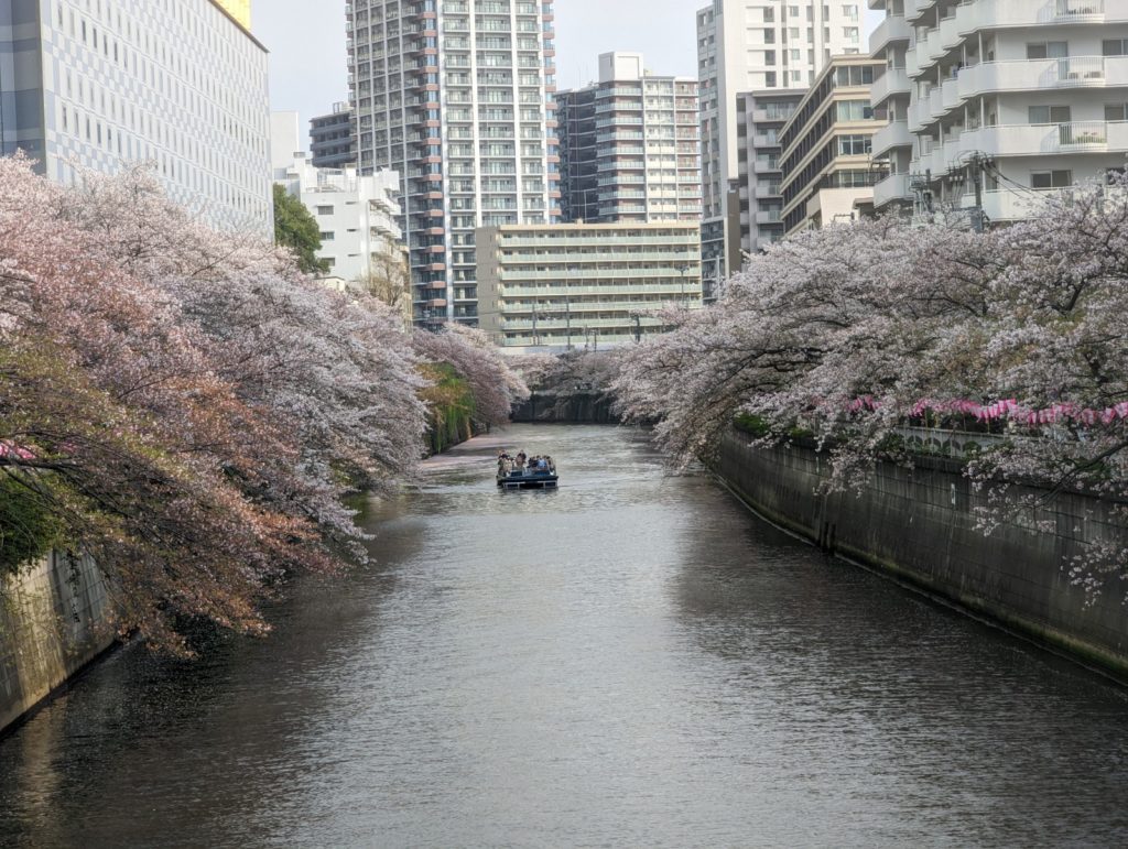 Auf dem Meguro-Fluss fährt ein Boot. am Rande des Flusses stehen zahlreiche Kirschbäume, die ihre Blüten teils bereits in den Fluss abwerfen.