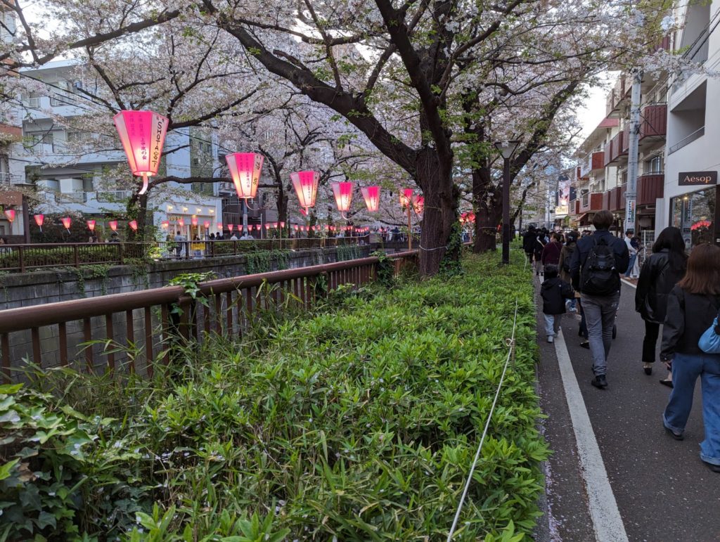 Straße entlang des Meguro-Flusses während der Kirschblüte. Zahlreiche Menschen sind in den Straßen und entlang des Flusses sind Laternengirlanden angebracht.