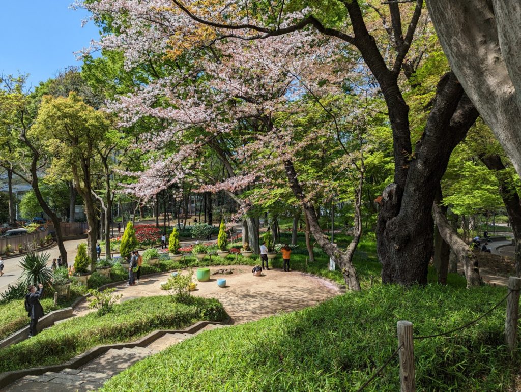 Der Zentralpark Shinjuku mit in der Blüte befindlichen Kirschbäumen