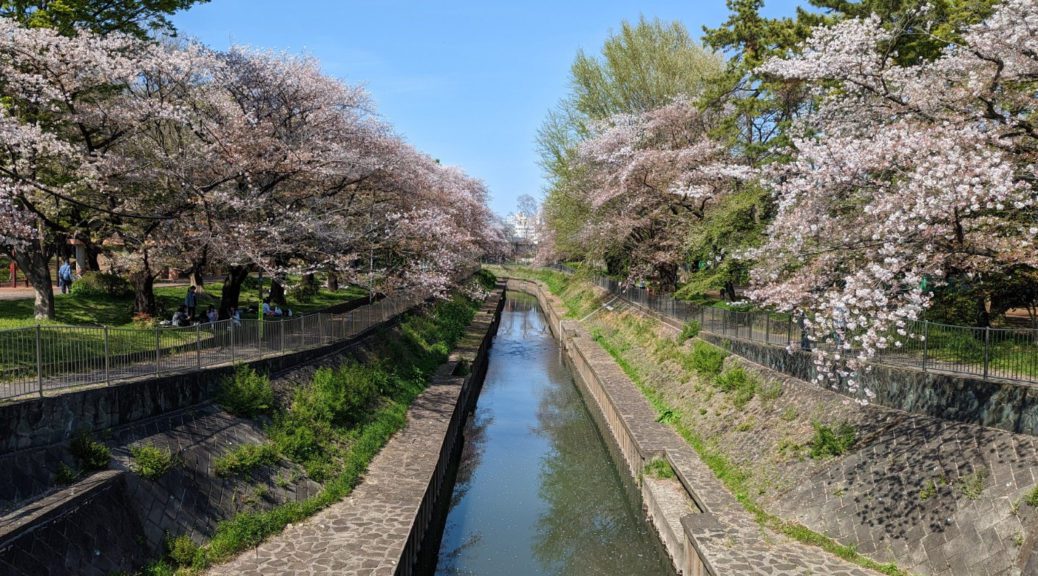 Kirschbäume entlang eines Flusses in Suginami