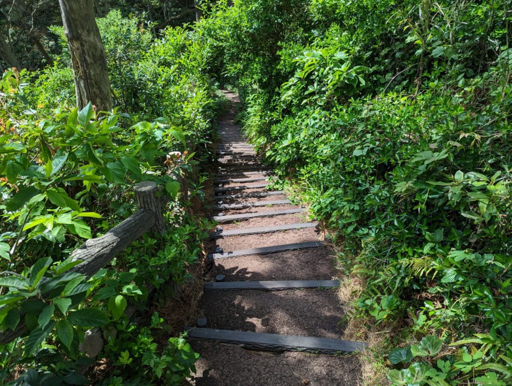 Treppen führen einen begrünten Naturpfad herab.