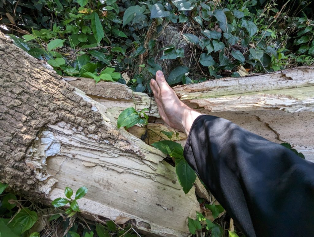 Gestelltes Foto, dass jemand mit einem Handkantenschlag einen umgestürzten Baum gefällt hat.