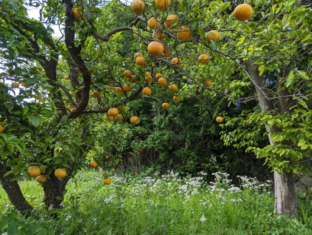 Eine ganze Menge Yuzu-Zitronen in abgelegener Natur.