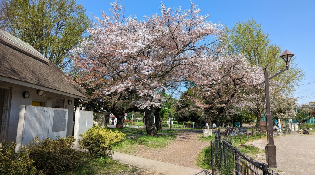 Ein Kirschbaum in Tokyo