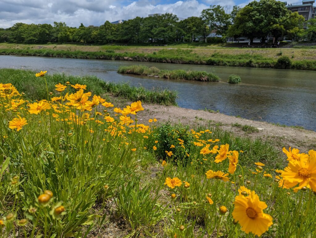 Orangenen Blumen am etwas naturbelasseneren Teil des Kamo-Flusses in Kyoto.