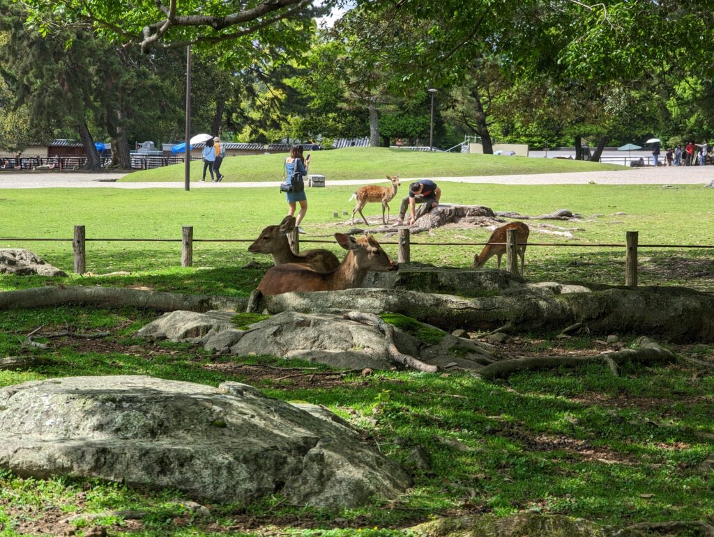 Mehrere Rehe im offenen Park in Nara