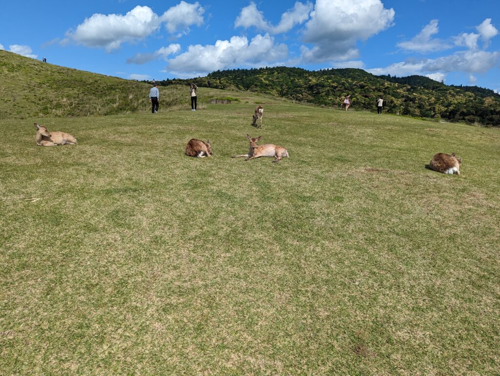 Rehe auf dem Berg Wakakusa-yama in Nara