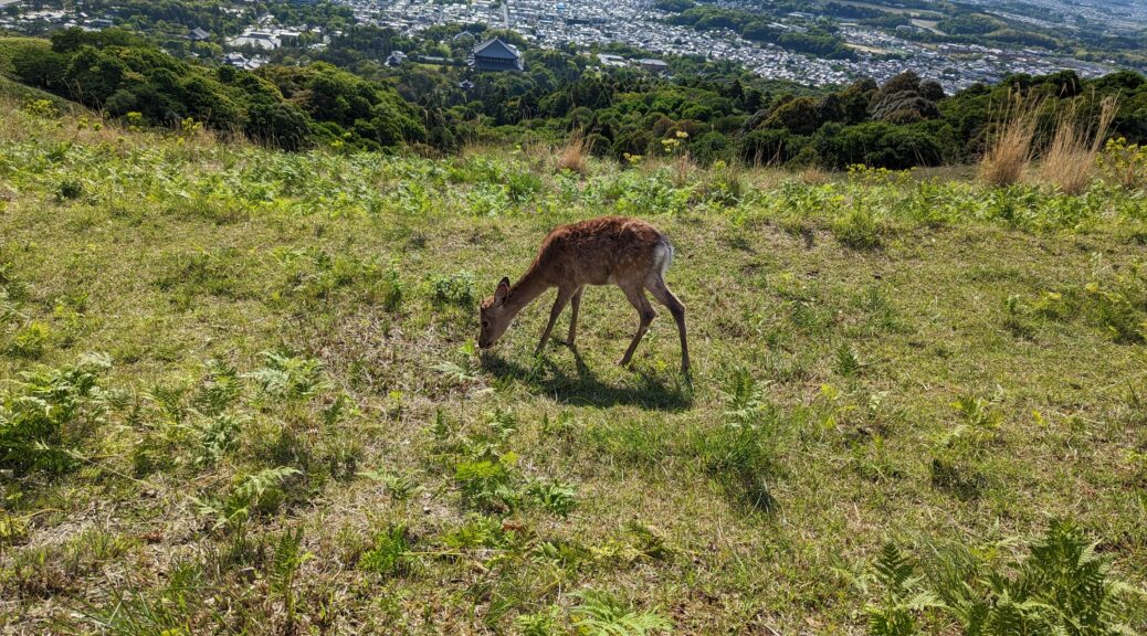Ein Reh auf einem Berg in Nara mit Blick auf niedriger gelegenere Ortschaften.