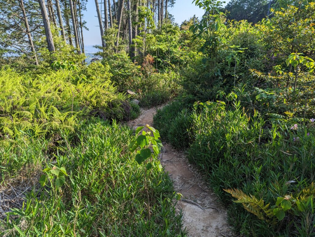 Trampelpfad im Grünen am Berg Inari.